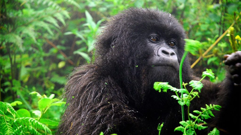 What is gorilla trekking?