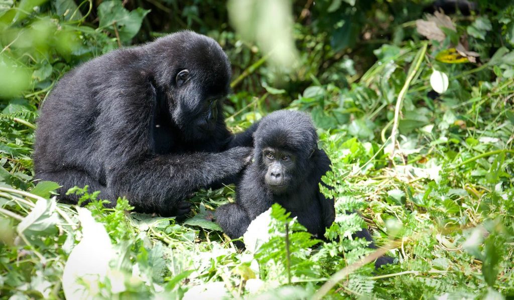 18 Rules and Regulations Gorilla Trekking