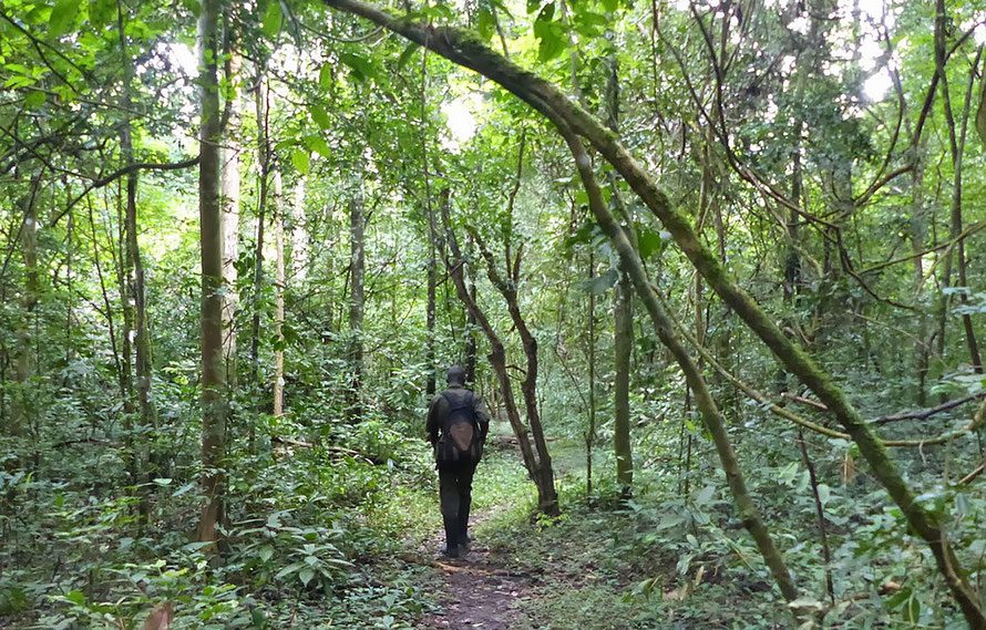 Budongo Forest in Murchison Falls National Park