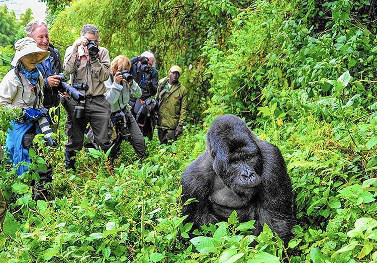 Gorilla Trekking for The Elderly People