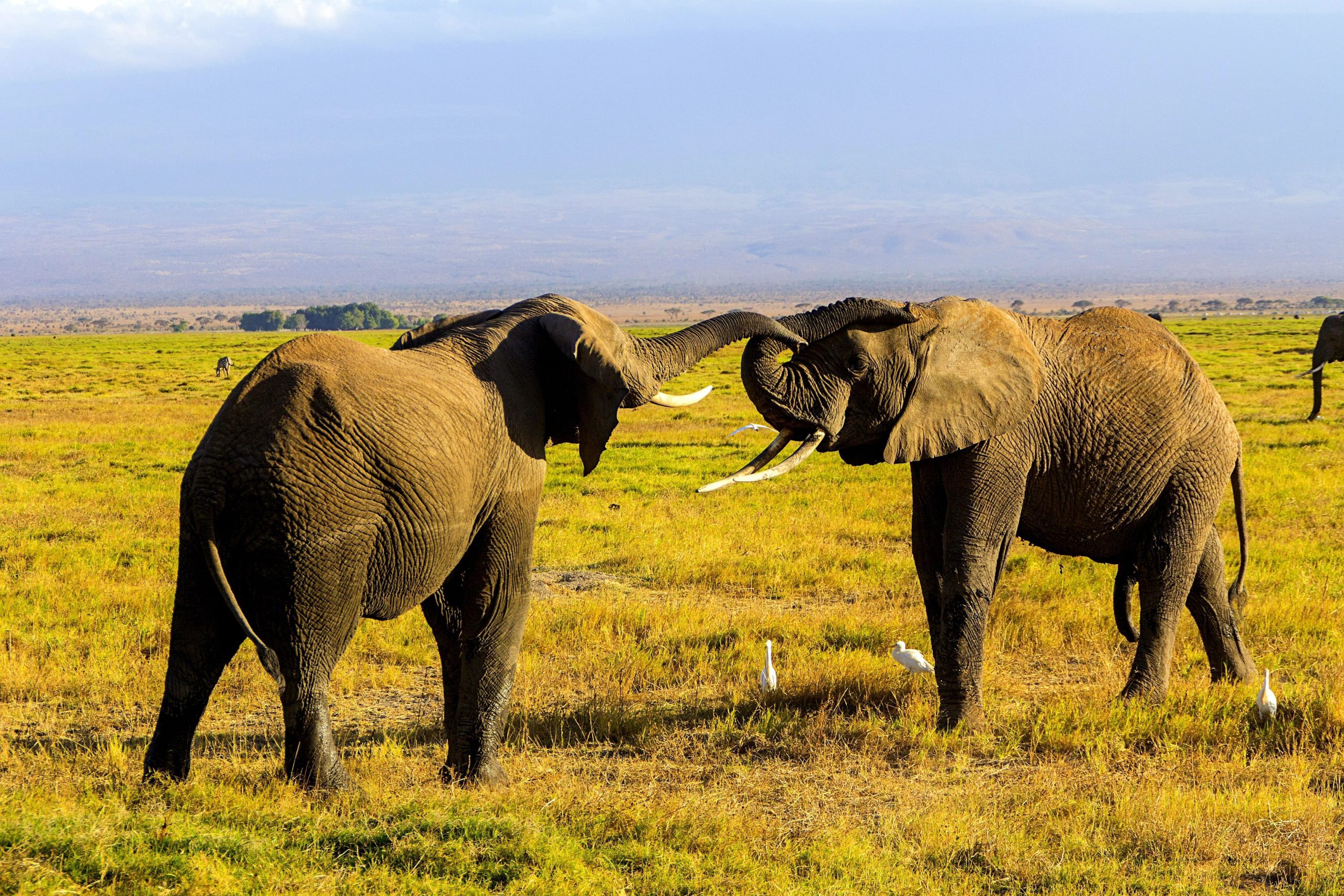 Fernweh und urlaubsreif? Safari in Uganda