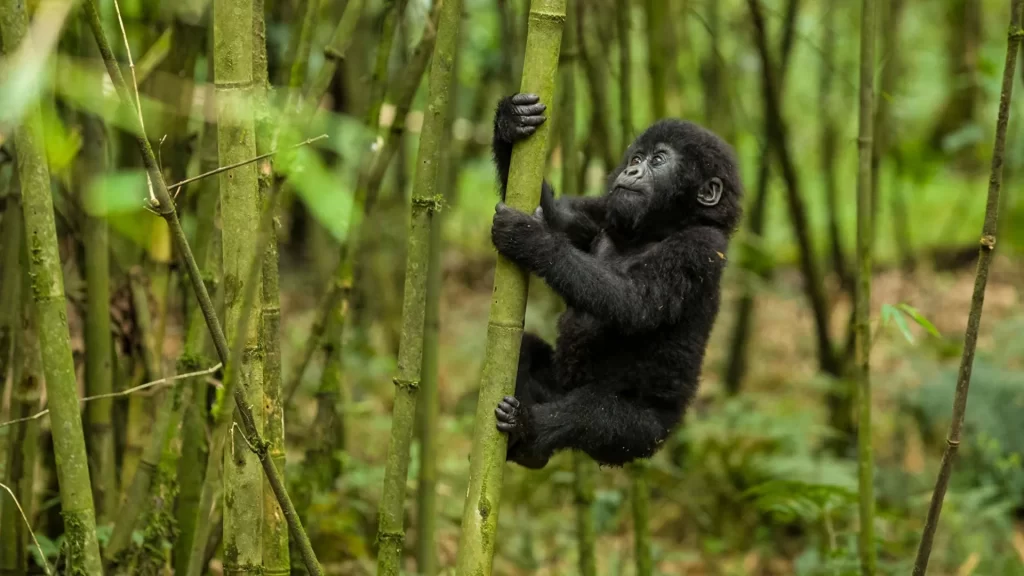 Gorilla Conservation in Uganda Rwanda and the Democratic Republic of Congo