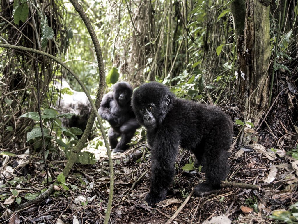 Luxury Gorilla Trekking in Rwanda