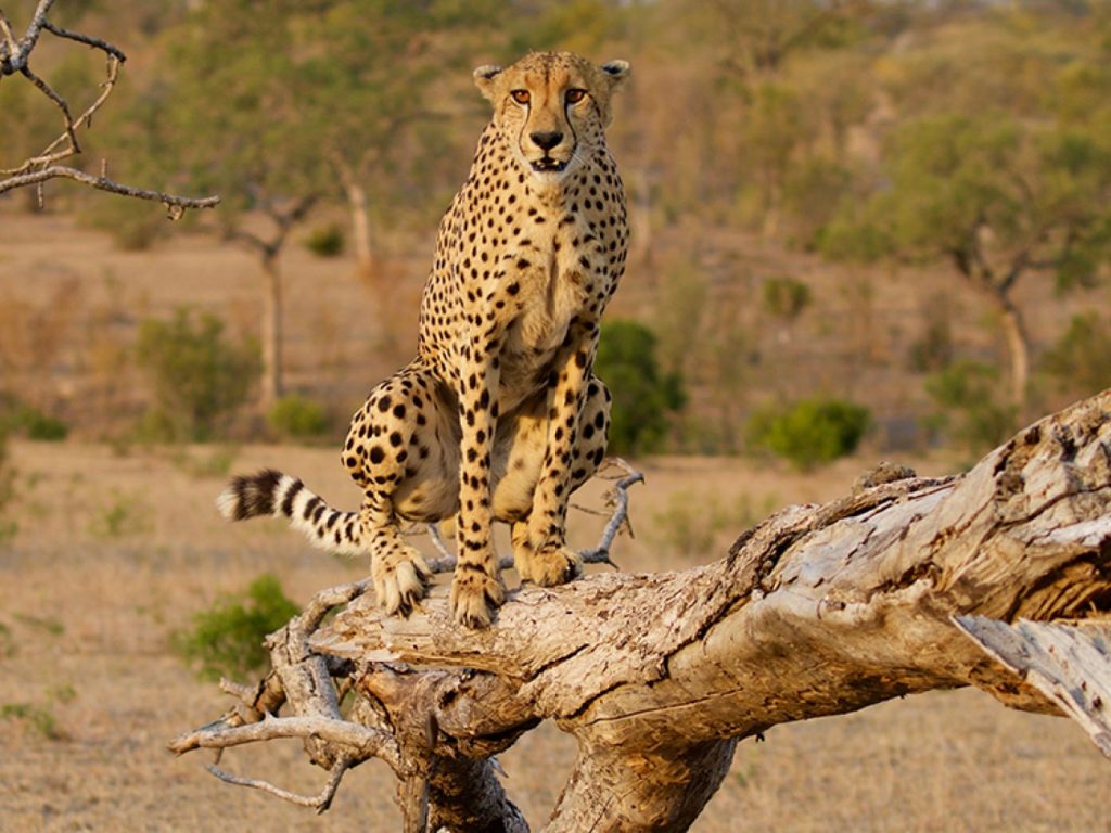 Les 20 Meilleurs Safaris en Afrique mala mala