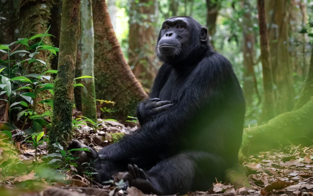 Schimpansen-Trekking in Uganda